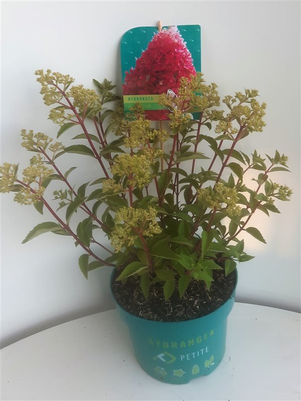 Hydrangea pan. 'Petite Flori' - C3 30-40 CM